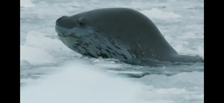 Leopard seal (Hydrurga leptonyx) as shown in Frozen Planet II - Frozen South
